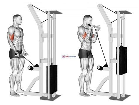 cable curl gif|cable curl exercises video.